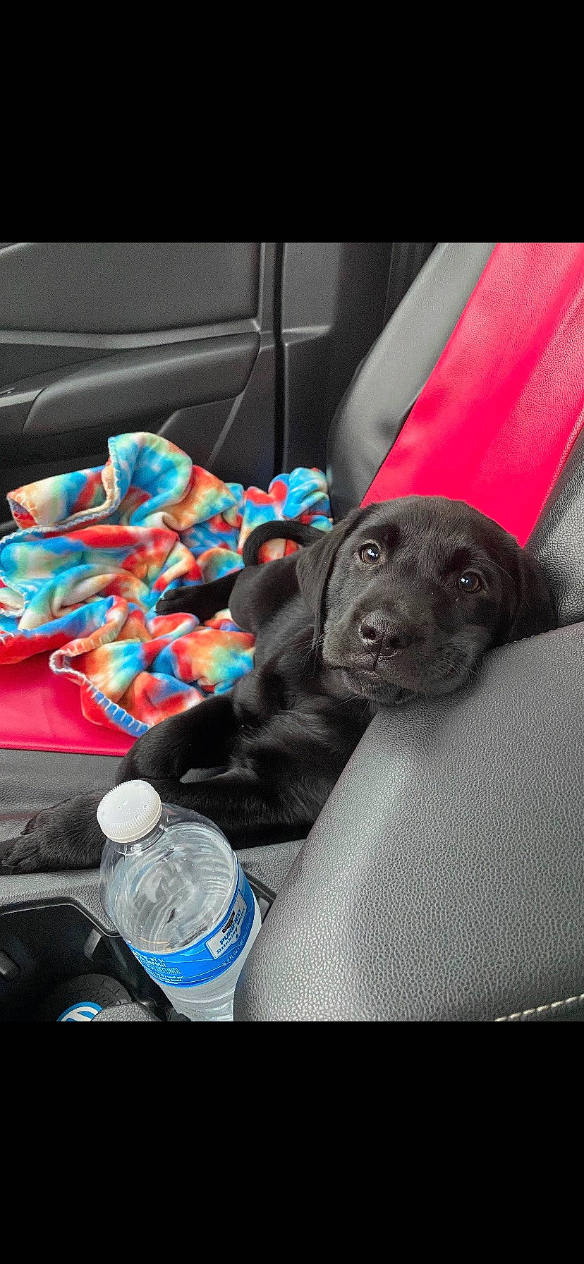 Ruger joined the competition — help win amazing prizes! auto_part, automotive_design, bottle, car_seat, car_seat_cover, carnivore, comfort, companion_dog, dog, dog_breed, drinking_water, electric_blue, family_car, mineral_water, personal_luxury_car, plastic_bottle, snout, vehicle, vehicle_door, water_bottle
