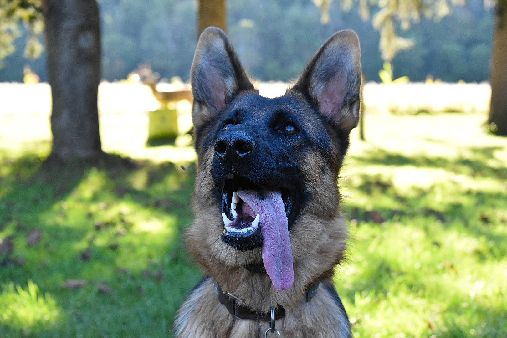 Jetta is registered to the contest to win money with this photo: biting, canidae, carnivore, collar, companion_dog, dog, dog_breed, east_european_shepherd, fawn, german_shepherd_dog, grass, herding_dog, king_shepherd, snout, sporting_group, terrestrial_animal, whiskers, wildlife, working_animal, working_dog