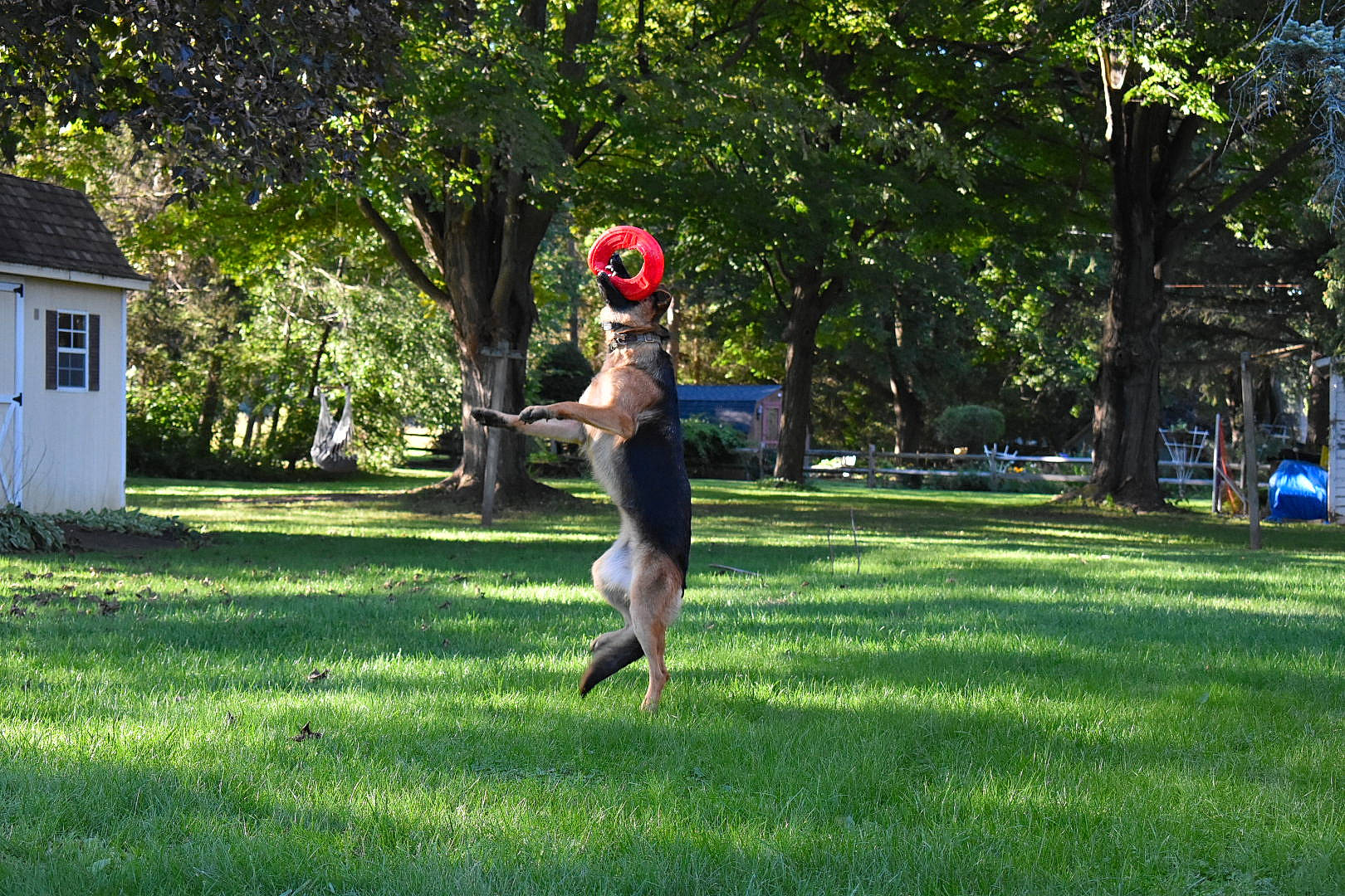 Jetta joined the competition — help win amazing prizes! balance, ball, city, competition_event, door, fun, garden, grass, grassland, happy, house, landscape, lawn, leisure, people_in_nature, physical_fitness, plant, recreation, toy, tree