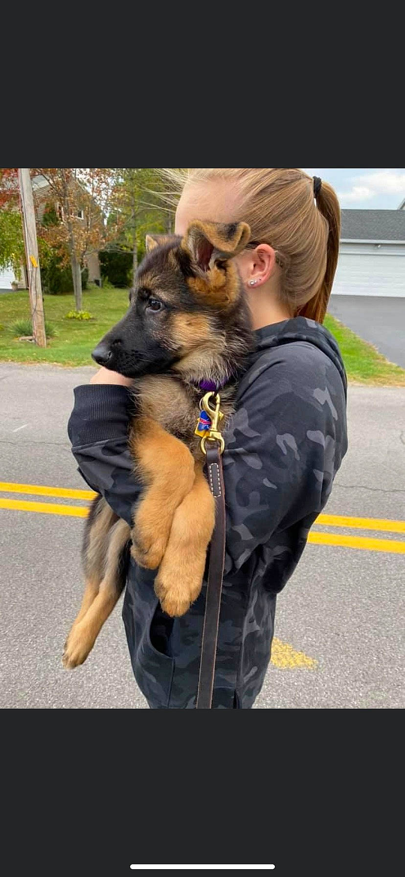 Jetta joined the competition — help win amazing prizes! canidae, carnivore, collar, companion_dog, dog, dog_breed, dog_collar, eyewear, fawn, fur, gesture, king_shepherd, leash, plant, snout, sporting_group, street_fashion, sunglasses, tree, working_animal