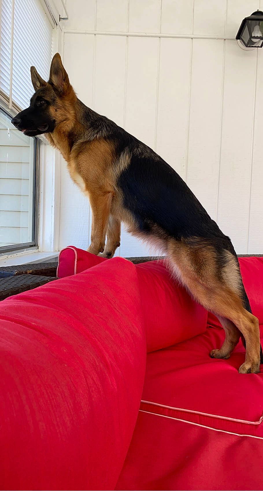 Jetta is registered to the contest to win money with this photo: belgian_shepherd_malinois, canidae, carnivore, comfort, companion_dog, dog, dog_breed, east_european_shepherd, event, fawn, fur, german_shepherd_dog, herding_dog, king_shepherd, old_german_shepherd_dog, snout, sporting_group, tail, window, window_blind