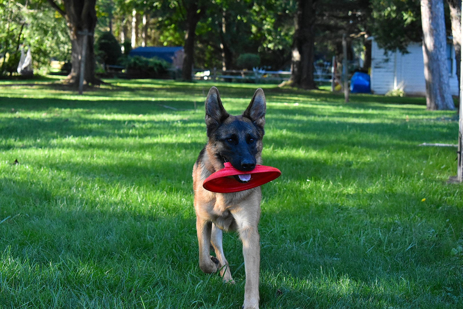 Jetta is registered to the contest to win money with this photo: canidae, carnivore, collar, companion_dog, dog, dog_breed, dog_supply, fawn, garden, grass, groundcover, lawn, plant, snout, sporting_group, tail, tree, working_animal, working_dog, yard