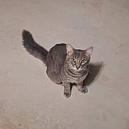 Krispy joined the competition — help win amazing prizes! alert, animal, cat, curious, cute, domestic_cat, ears, feline, floor, fur, gray_cat, indoor, looking_up, pet, shadow, sitting, tabby, tail, whiskers, yellow_eyes