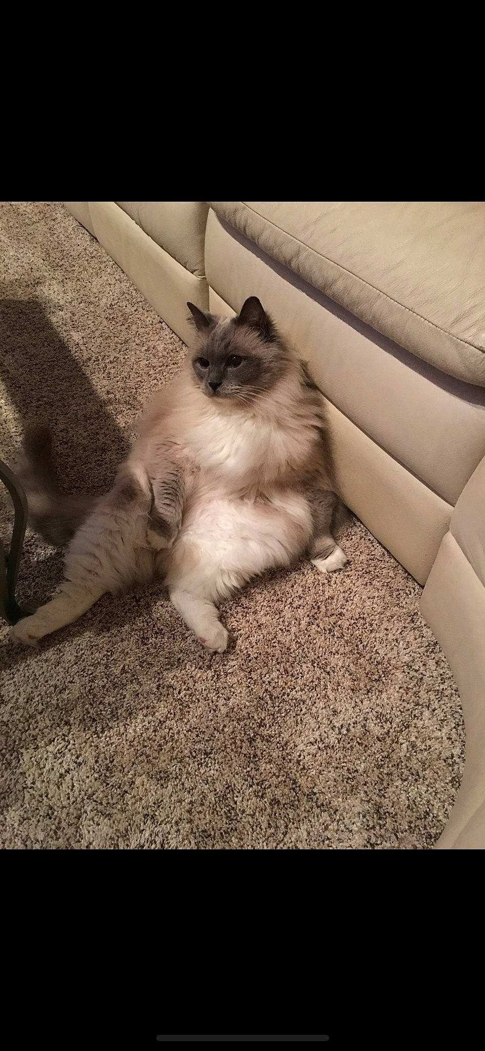 Riley is registered to the contest to win money with this photo: automotive_tire, carnivore, cat, comfort, domestic_short_haired_cat, fawn, felidae, flooring, foot, fur, hardwood, human_leg, leg, paw, small_to_medium_sized_cats, snout, tail, tints_and_shades, whiskers, wood