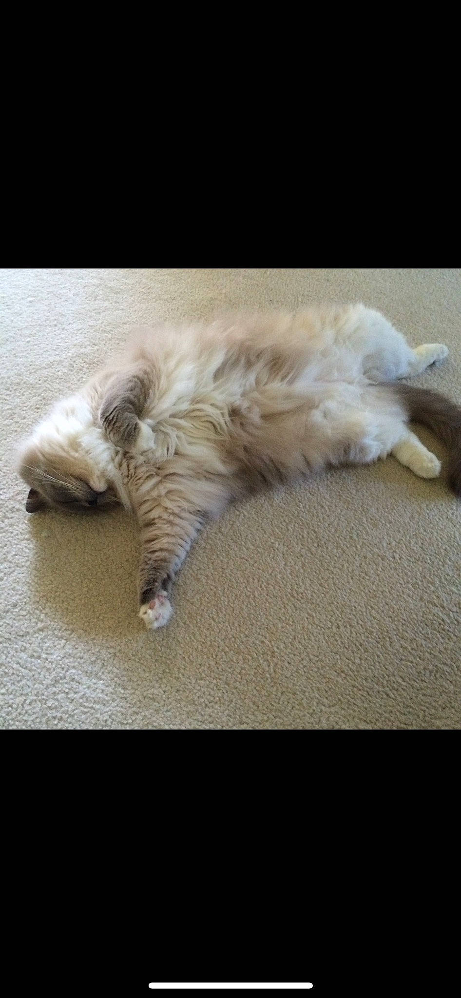 Riley joined the competition — help win amazing prizes! british_longhair, carnivore, cat, claw, comfort, companion_dog, dog_breed, felidae, flooring, foot, fur, hardwood, nap, natural_material, paw, small_to_medium_sized_cats, tail, terrestrial_animal, vertebrate, whiskers