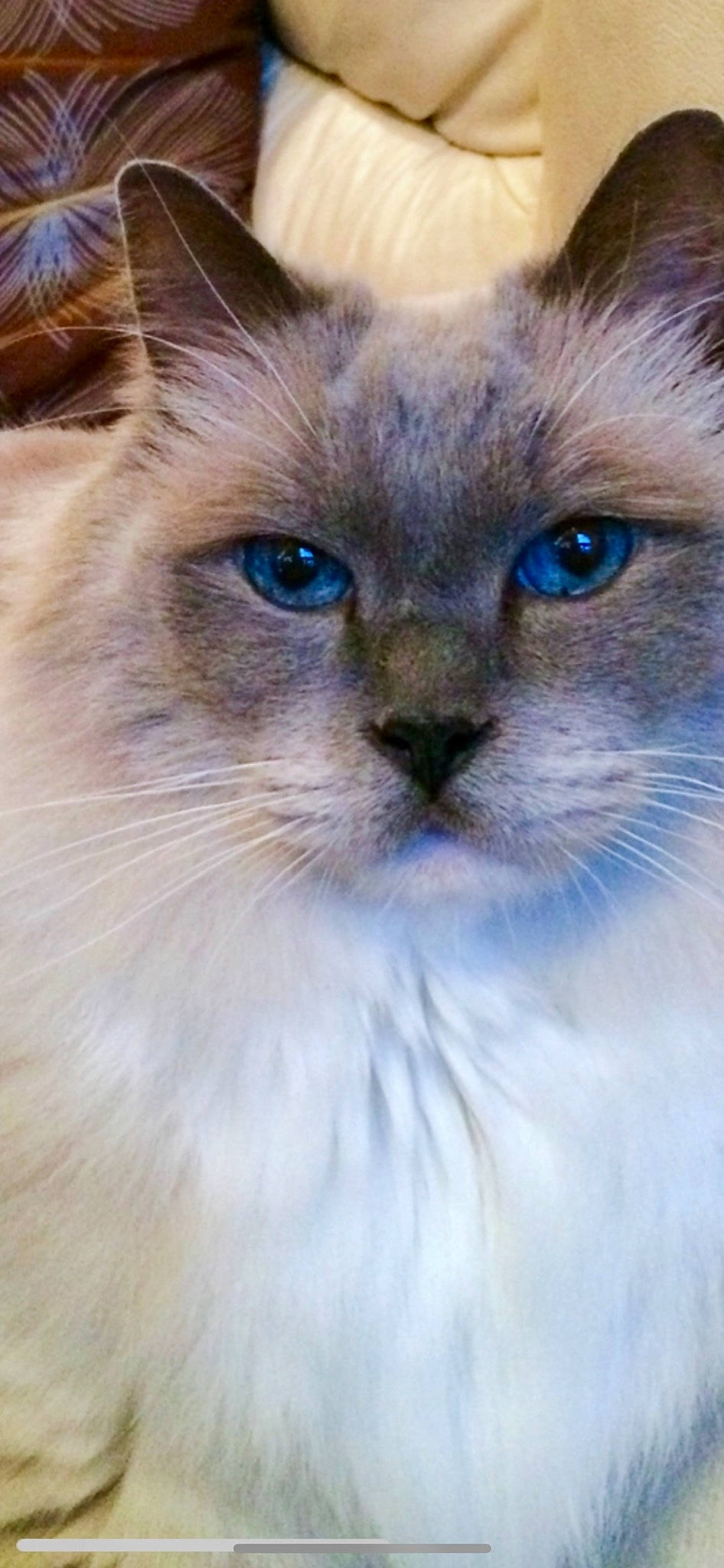Riley joined the competition — help win amazing prizes! balinese, birman, carnivore, cat, close_up, electric_blue, fawn, felidae, fur, iris, ragdoll, siamese, small_to_medium_sized_cats, snout, terrestrial_animal, thai, whiskers