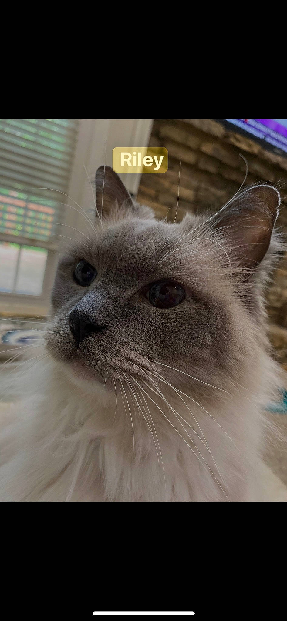 Riley is registered to the contest to win money with this photo: birman, carnivore, cat, domestic_short_haired_cat, eye, felidae, fur, small_to_medium_sized_cats, snout, terrestrial_animal, whiskers