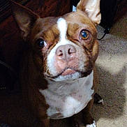 Rocko is registered to the contest to win money with this photo: animal, boston_terrier, brown, canine, carpet, cozy, cute, dog, ears, eyes, face, floor, fur, indoor, looking_up, nose, pet, shadow, sitting, white