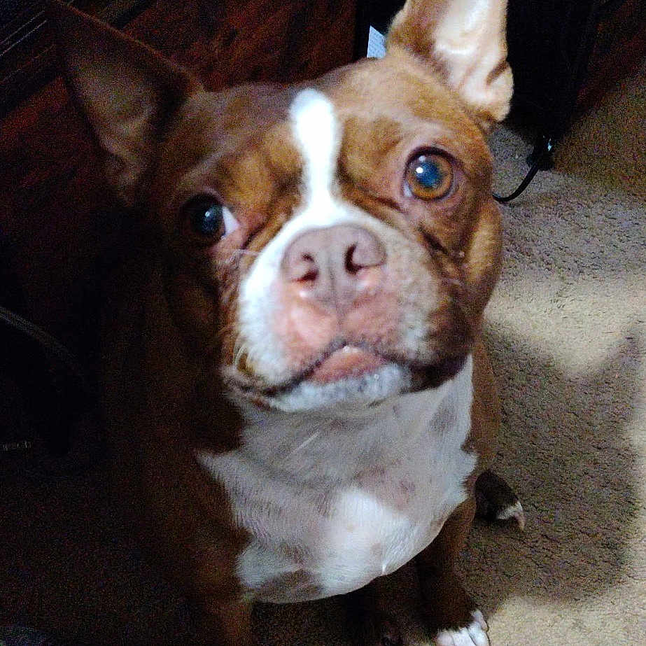 Rocko