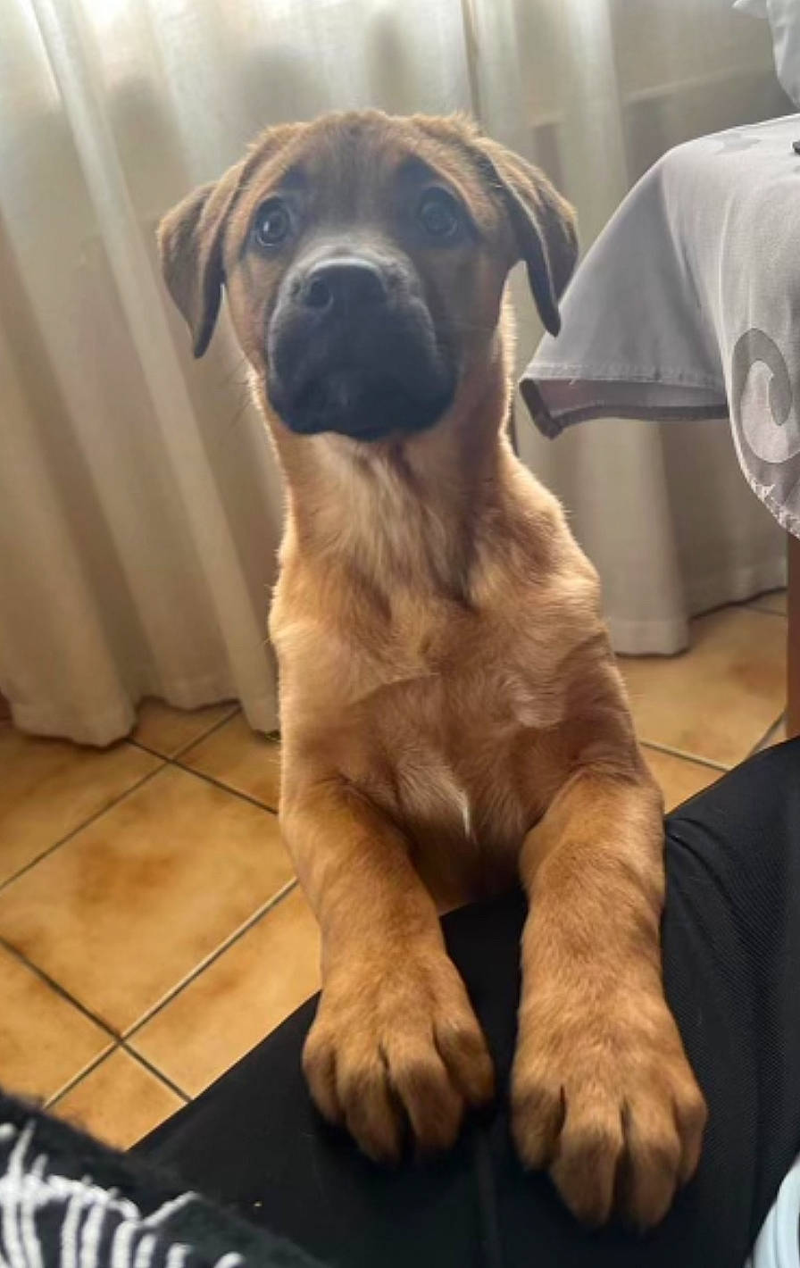 Kally participe au concours pour gagner de l'argent avec cette photo : canidae, carnivore, companion_dog, dog, dog_breed, fawn, flooring, fur, guard_dog, non_sporting_group, pet_supply, puppy, snout, sporting_group, tableware, tail, terrestrial_animal, whiskers, working_animal, working_dog