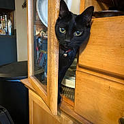 Cecil joined the competition — help win amazing prizes! animal, bell, black_cat, cat, closeup, collar, curiosity, curious, domestic, door, eyes, feline, furniture, home, indoor, kitchen, peeking, pet, plates, wooden_cabinet