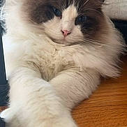 Gino is registered to the contest to win money with this photo: cat, fluffy_cat, ragdoll, blue_eyes, pink_nose, whiskers, long_fur, paw, front_paws, close_up, portrait, indoor, wooden_floor, cozy, relaxed, pet, cute, fur, muzzle, sitting