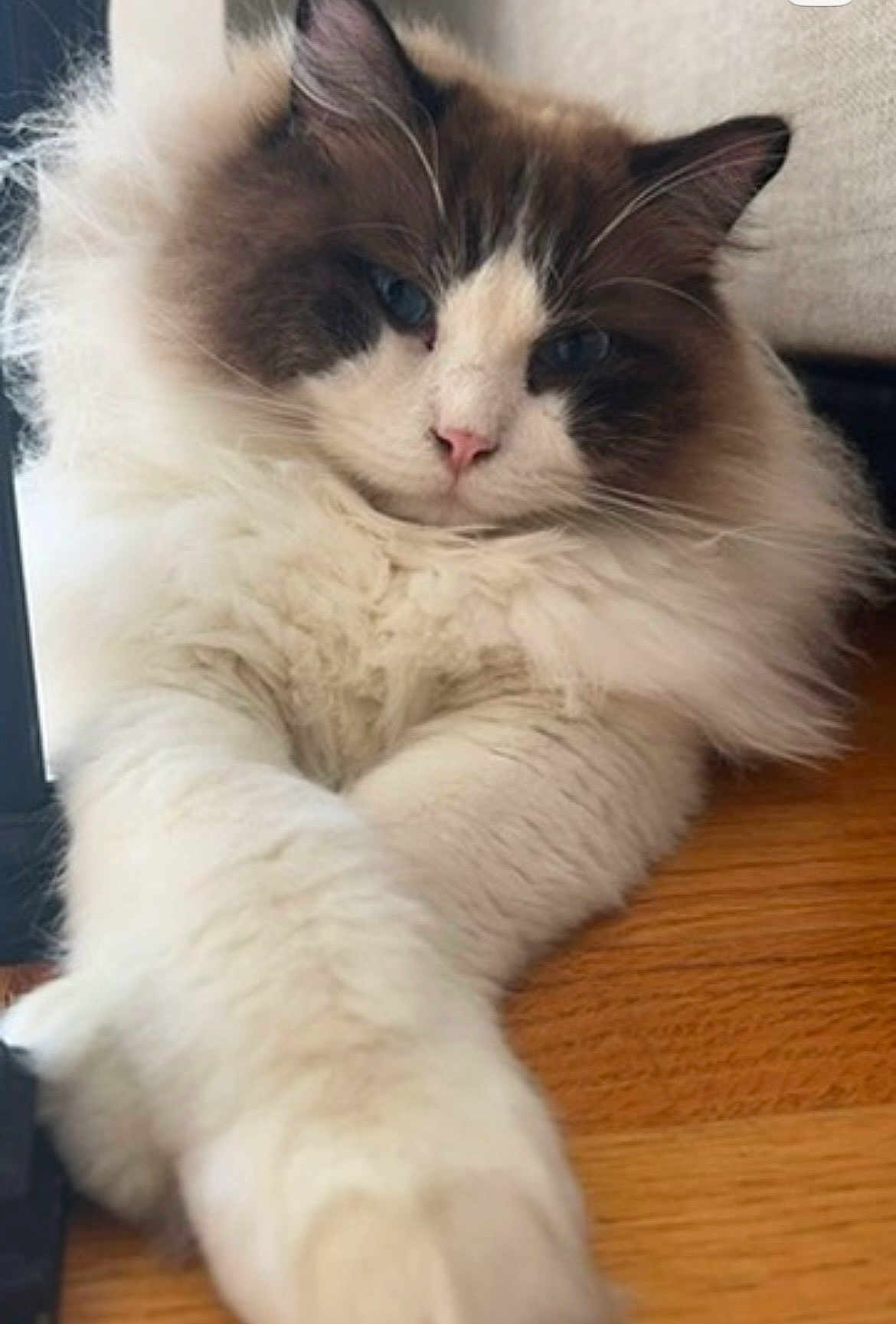 Gino is registered to the contest to win money with this photo: cat, fluffy_cat, ragdoll, blue_eyes, pink_nose, whiskers, long_fur, paw, front_paws, close_up, portrait, indoor, wooden_floor, cozy, relaxed, pet, cute, fur, muzzle, sitting