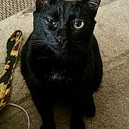 Rosco joined the competition — help win amazing prizes! black_cat, cat, pet, animal, indoor, carpet, floor, sitting, fur, whiskers, ears, eye, winking, domestic_cat, feline, cute, sunflower_pattern, strap, cable, cozy