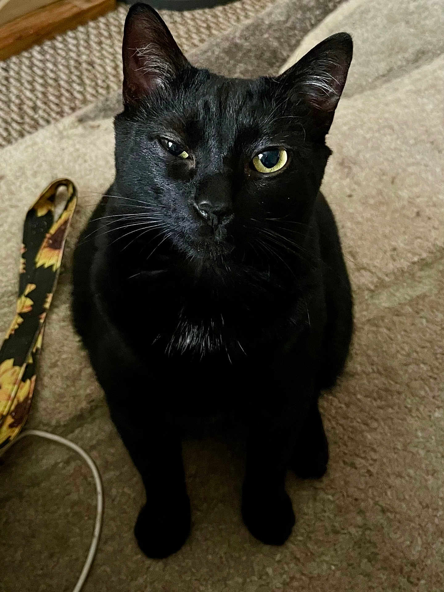 Rosco joined the competition — help win amazing prizes! black_cat, cat, pet, animal, indoor, carpet, floor, sitting, fur, whiskers, ears, eye, winking, domestic_cat, feline, cute, sunflower_pattern, strap, cable, cozy