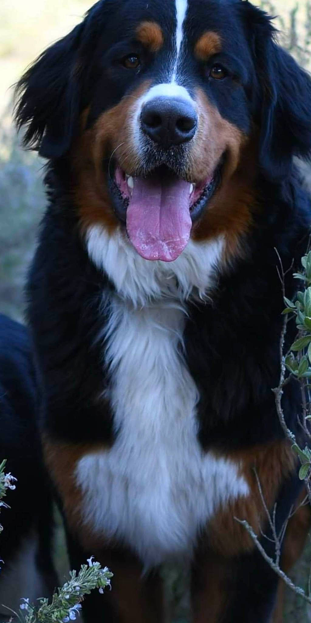 Pastaga a rejoint le concours — aidez-le/la à gagner de superbes lots ! australian_shepherd, ball, bernese_mountain_dog, canidae, carnivore, close_up, companion_dog, dog, dog_breed, fang, fur, grass, herding_dog, shout, snout, sporting_group, whiskers, working_dog