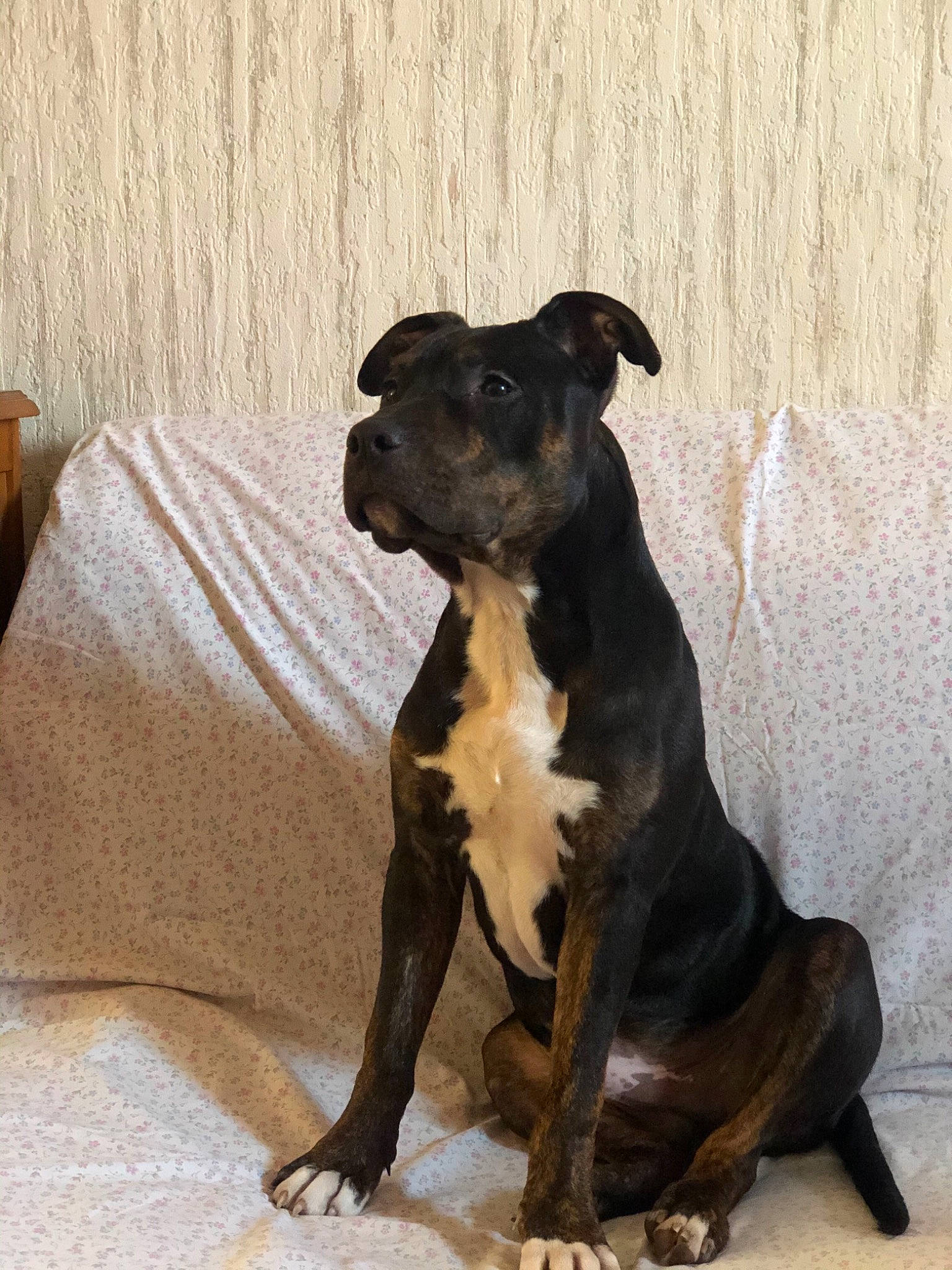 Scar a rejoint le concours — aidez-le/la à gagner de superbes lots ! alaunt, american_pit_bull_terrier, american_staffordshire_terrier, canidae, canis_panther, carnivore, companion_dog, dog, dog_breed, fawn, mammal, molosser, non_sporting_group, pit_bull, plant, rare_breed_dog, snout, sporting_group, staffordshire_bull_terrier, vertebrate