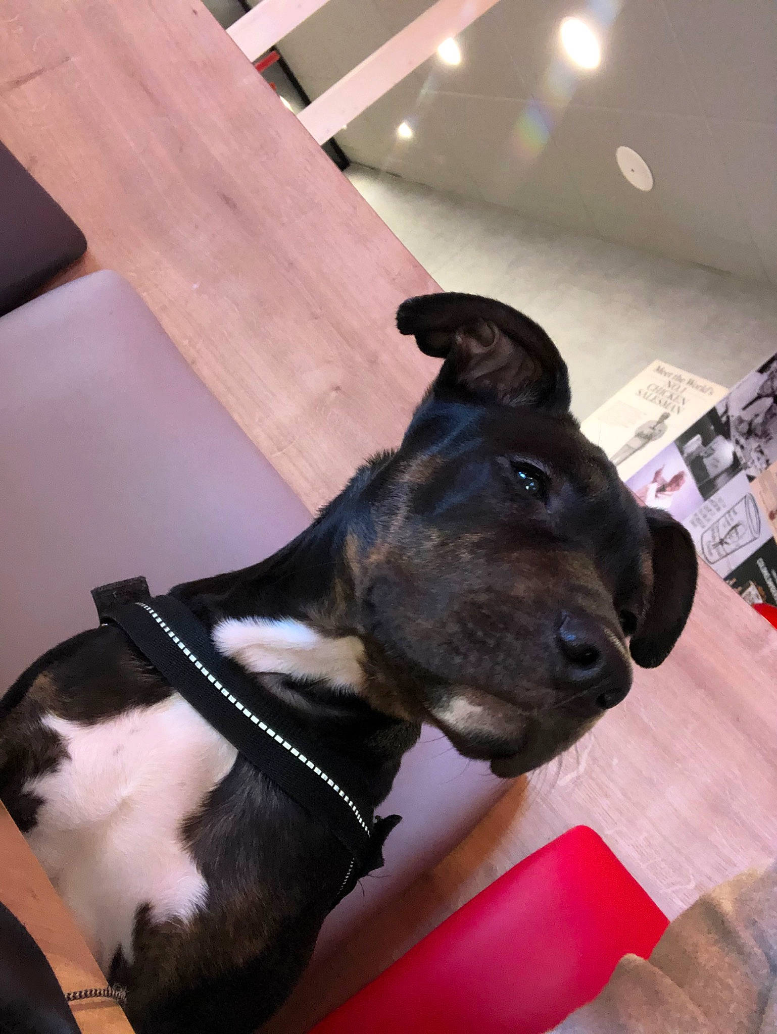 Scar participe au concours pour gagner de l'argent avec cette photo : american_pit_bull_terrier, american_staffordshire_terrier, canidae, carnivore, dog, dog_breed, fawn, mammal, non_sporting_group, snout, staffordshire_bull_terrier