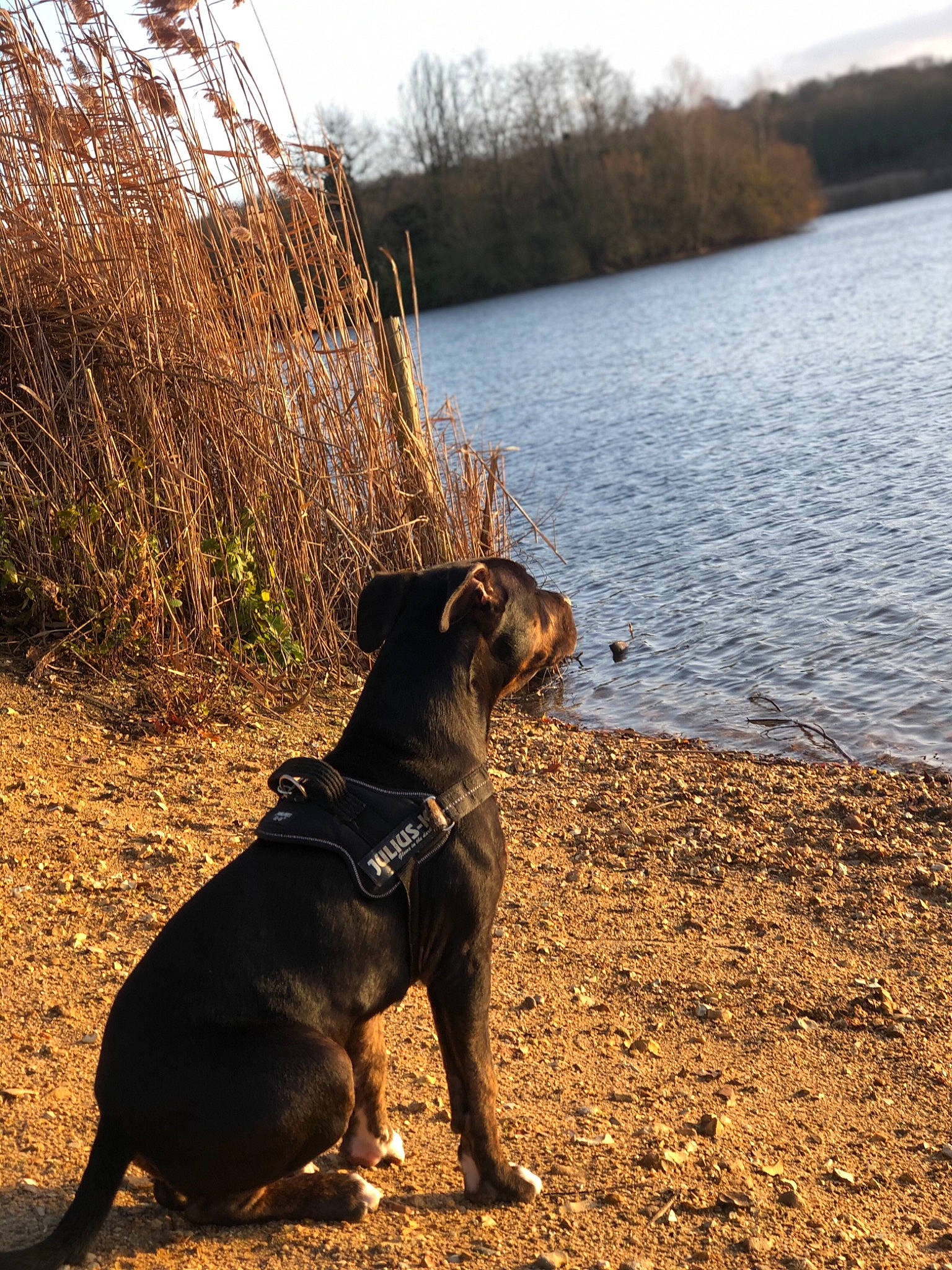 Scar a rejoint le concours — aidez-le/la à gagner de superbes lots ! alano_espanol, canidae, carnivore, dog, dog_breed, guard_dog, hunting_dog, mammal, patterdale_terrier, perro_de_presa_mallorquin, sporting_group, staffordshire_bull_terrier, vertebrate, working_dog