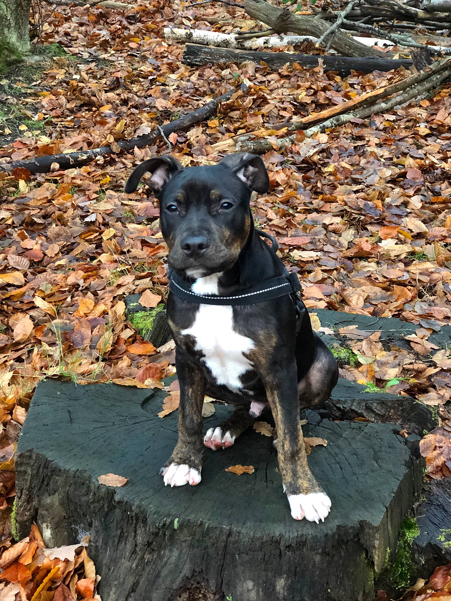 Scar a rejoint le concours — aidez-le/la à gagner de superbes lots ! alaunt, american_pit_bull_terrier, american_staffordshire_terrier, canidae, carnivore, dog, dog_breed, fawn, feist, mammal, mountain_cur, non_sporting_group, plant, puppy, snout, sporting_group, staffordshire_bull_terrier, terrier