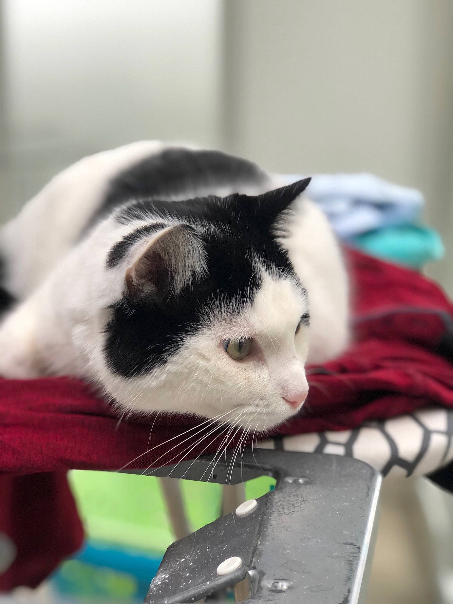 Koba a rejoint le concours — aidez-le/la à gagner de superbes lots ! carnivore, cat, domestic_short_haired_cat, ear, felidae, kitten, small_to_medium_sized_cats, snout, whiskers