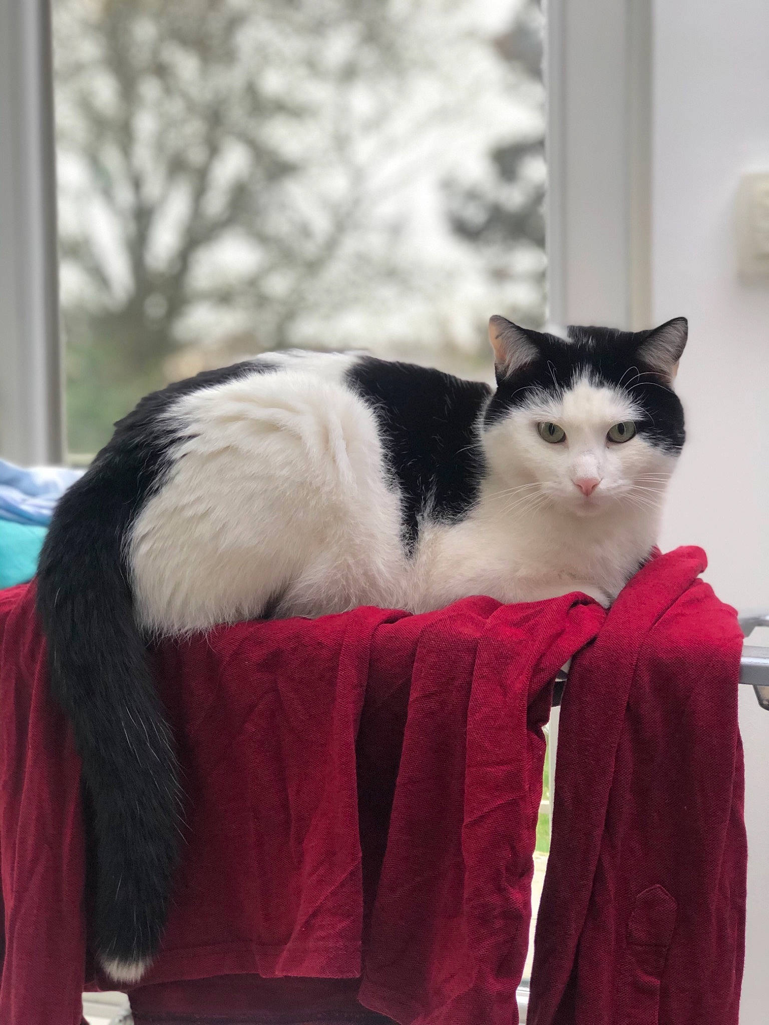 Koba a rejoint le concours — aidez-le/la à gagner de superbes lots ! carnivore, cat, domestic_short_haired_cat, felidae, fur, furniture, japanese_bobtail, norwegian_forest_cat, small_to_medium_sized_cats, tail, whiskers, window