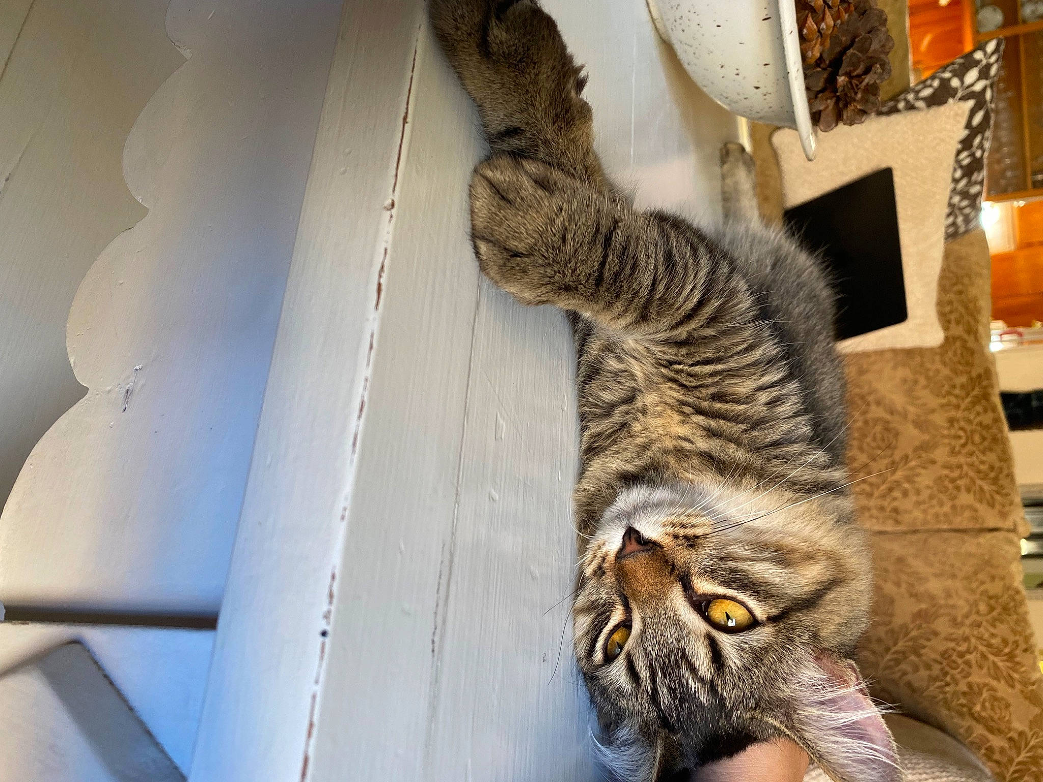 Harvey is registered to the contest to win money with this photo: carnivore, cat, claw, domestic_short_haired_cat, felidae, fur, pattern, paw, small_to_medium_sized_cats, snout, tail, tree, whiskers, wood