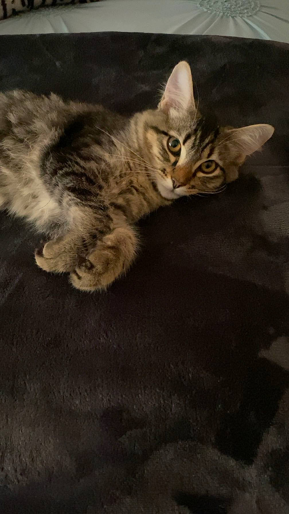 Harvey is registered to the contest to win money with this photo: art, carnivore, cat, claw, domestic_short_haired_cat, door, felidae, fur, grey, paw, small_to_medium_sized_cats, snout, tail, terrestrial_animal, whiskers, wildlife, window, wood