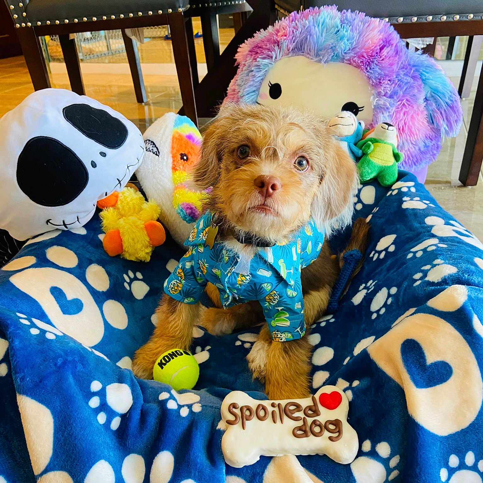 Chewy Bear