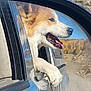 Sammy is registered to the contest to win money with this photo: animal, autumn, car, dog, fur, happy, landscape, muzzle, nature, outdoor, paw, pet, reflection, road, side_mirror, sunlight, tongue_out, travel, vehicle, window