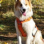 animal, autumn_leaves, canine, dog, ears, fluffy, fur, grass, happy, nature, nose, orange_fur, orange_harness, outdoor, panting, pet, sitting, sunlight, tongue, white_fur