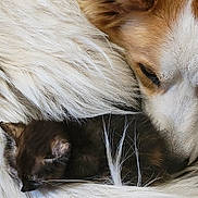 Sammy joined the competition — help win amazing prizes! animal, brown, closeup, companion, cozy, cuddle, cute, dog, domestic, friendship, fur, kitten, mammal, peaceful, pet, resting, sleeping, snuggle, warm, white