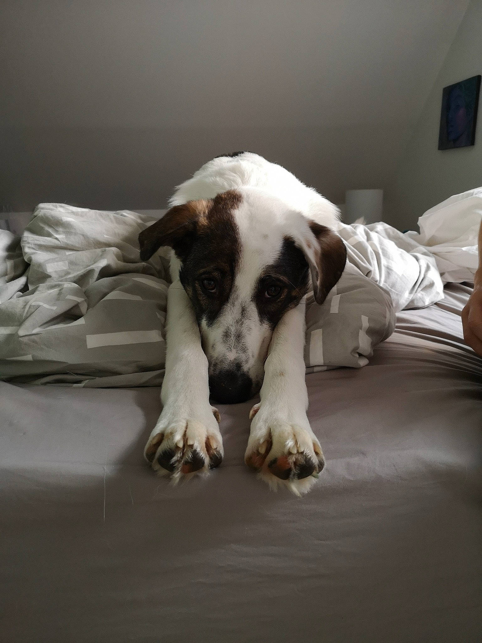 Bretzel participe au concours pour gagner de l'argent avec cette photo : bedding, bored, canidae, carnivore, comfort, companion_dog, dog, dog_breed, fawn, flooring, fur, linens, non_sporting_group, snout, sporting_group, tail, terrestrial_animal, toy_dog, whiskers, working_animal