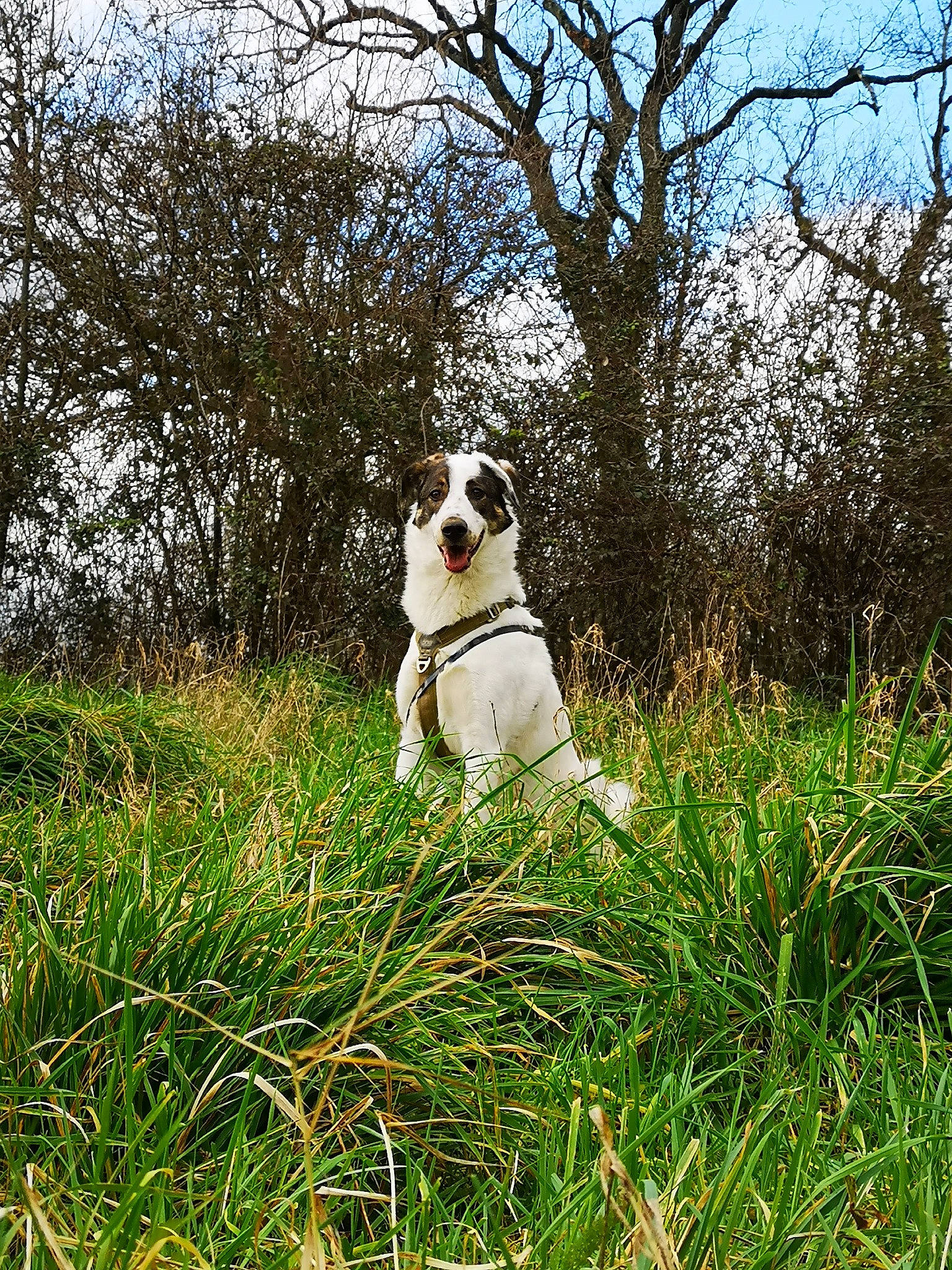 Bretzel participe au concours pour gagner de l'argent avec cette photo : ball, canidae, carnivore, companion_dog, dog, dog_breed, fawn, grass, grass_family, grassland, happy, landscape, natural_landscape, pasture, people_in_nature, plant, sky, sporting_group, tail, tree