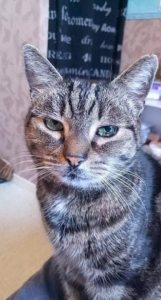 Tiki a rejoint le concours — aidez-le/la à gagner de superbes lots ! carnivore, cat, domestic_short_haired_cat, felidae, fur, grey, small_to_medium_sized_cats, snout, terrestrial_animal, whiskers, wildlife, window