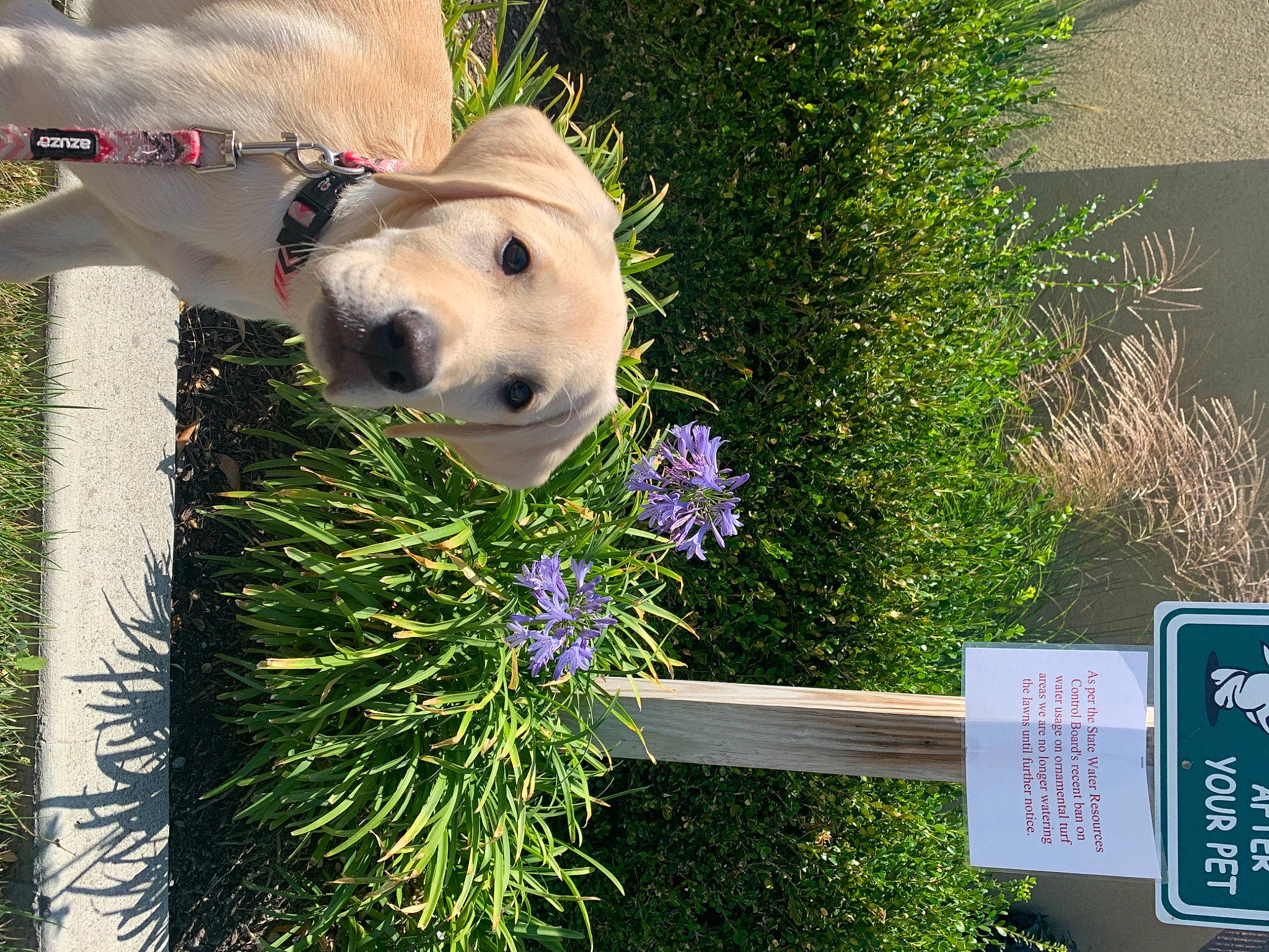 Kiwi is registered to the contest to win money with this photo: annual_plant, carnivore, collar, companion_dog, dog, dog_breed, dog_collar, flower, flowering_plant, garden, gardening, grass, grass_family, groundcover, herb, herbaceous_plant, landscaping, lawn, plant, shrub
