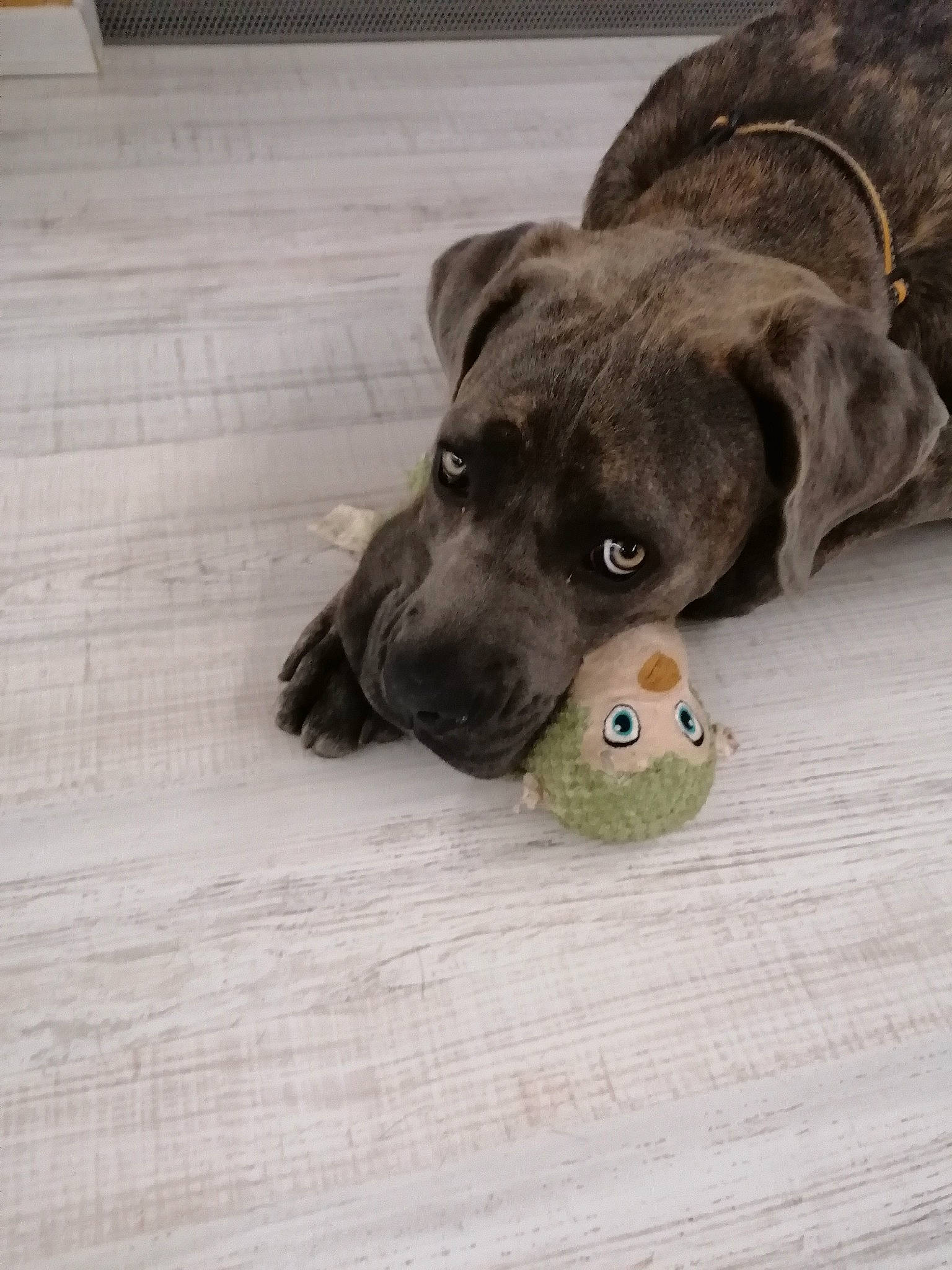 Rubby participe au concours pour gagner de l'argent avec cette photo : ball, canidae, carnivore, collar, companion_dog, dog, dog_breed, dog_supply, fawn, flooring, hardwood, paw, pet_supply, puppy, snout, sporting_group, tennis_ball, terrestrial_animal, wood, working_animal