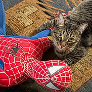 Chase joined the competition — help win amazing prizes! cat, tabby, plush_toy, spiderman, carpet, indoor, pet, animal, fur, toy, patterned, curious, closeup, looking, cute, whiskers, ears, floor, playful, relaxed