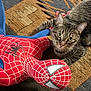 cat, tabby, plush_toy, spiderman, carpet, indoor, pet, animal, fur, toy, patterned, curious, closeup, looking, cute, whiskers, ears, floor, playful, relaxed