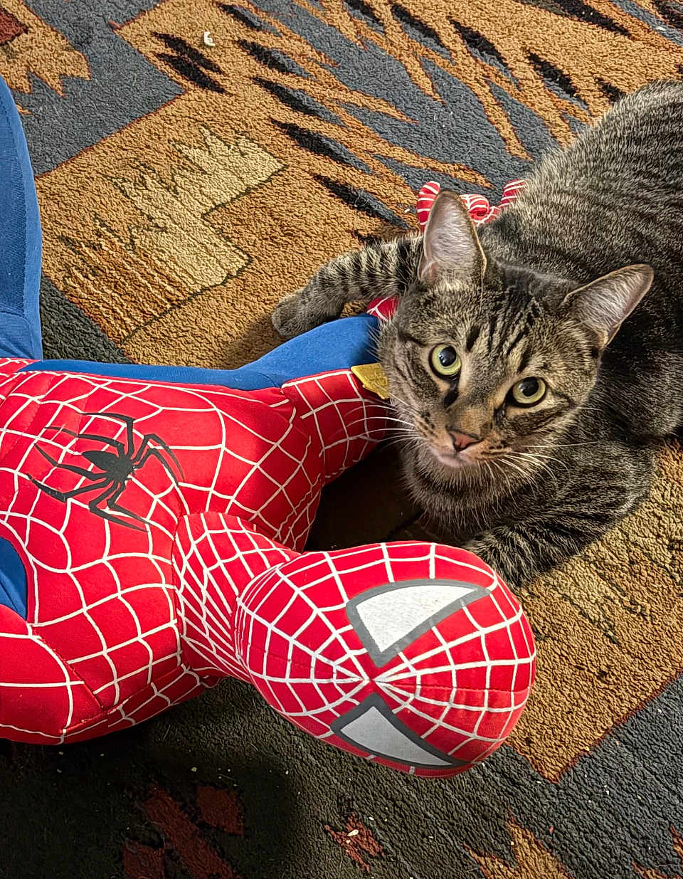 Chase joined the competition — help win amazing prizes! cat, tabby, plush_toy, spiderman, carpet, indoor, pet, animal, fur, toy, patterned, curious, closeup, looking, cute, whiskers, ears, floor, playful, relaxed
