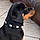 Ares