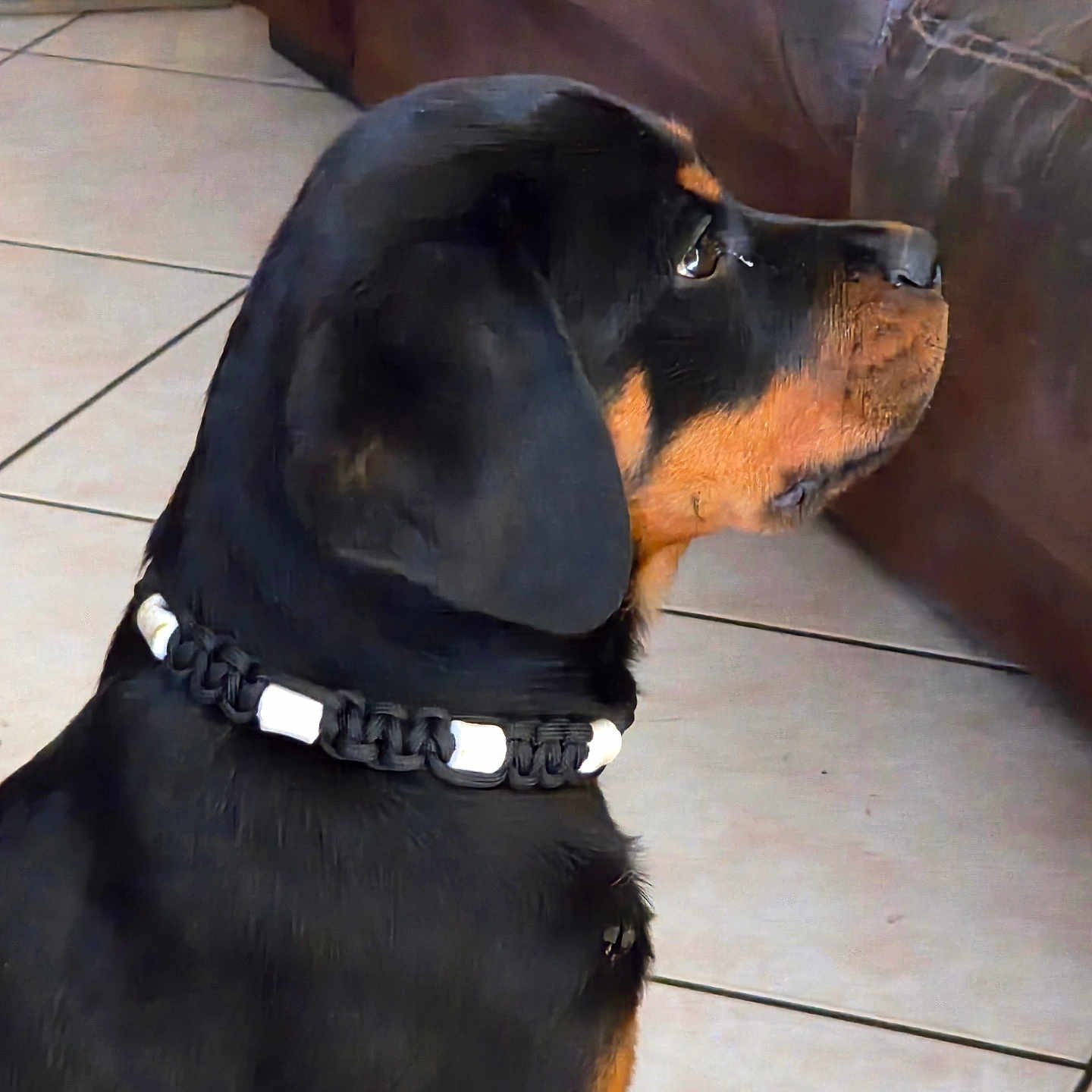 Ares a rejoint le concours — aidez-le/la à gagner de superbes lots ! alert, animal, black_fur, brown_fur, canine, collar, companion, couch, dog, domestic, furniture, indoor, looking_away, pet, puppy, rottweiler, side_profile, sitting, tile_floor, young_dog