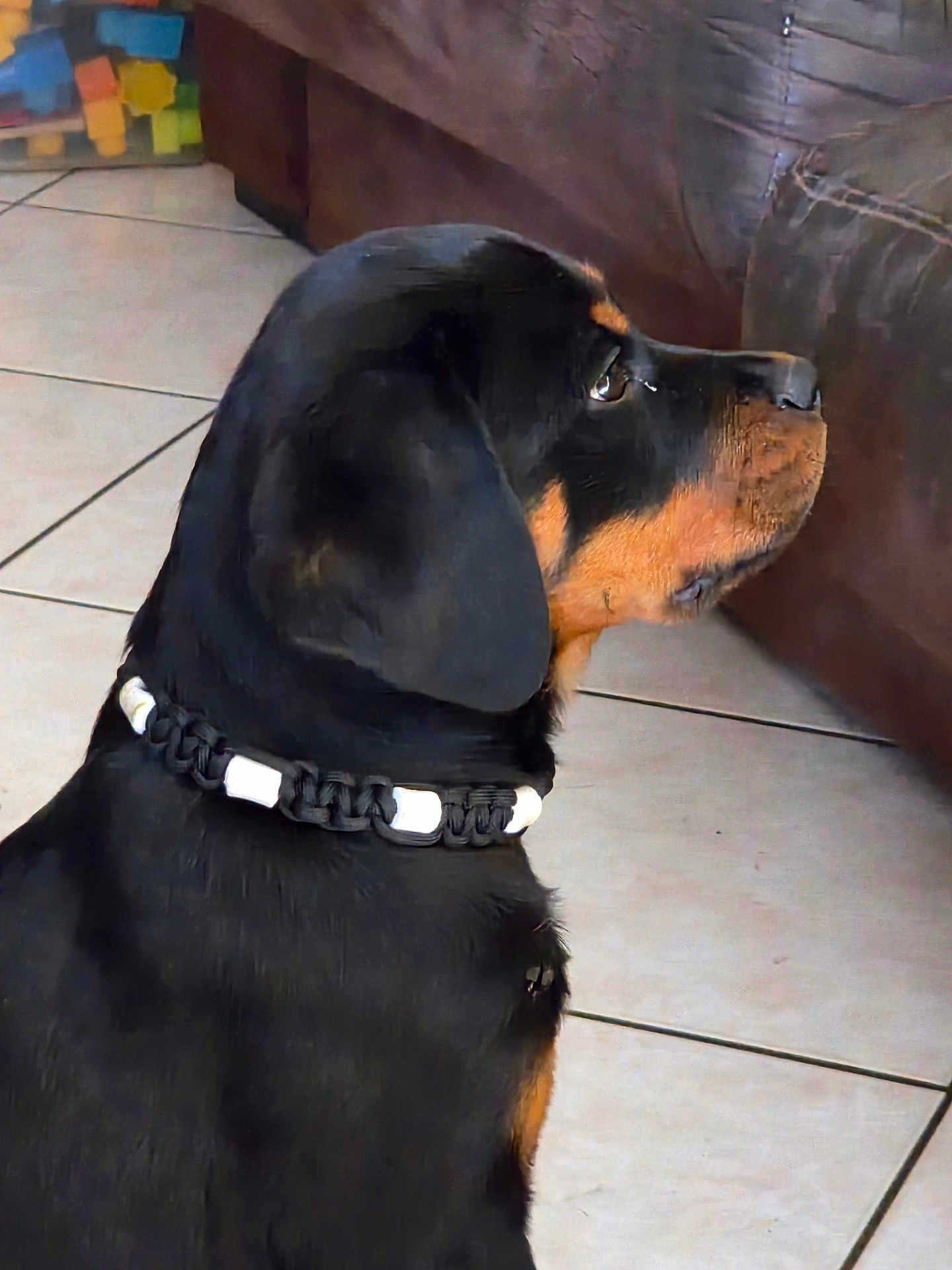 Ares a rejoint le concours — aidez-le/la à gagner de superbes lots ! rottweiler, puppy, dog, side_profile, collar, black_fur, brown_fur, indoor, tile_floor, pet, canine, young_dog, sitting, looking_away, furniture, couch, domestic, animal, companion, alert