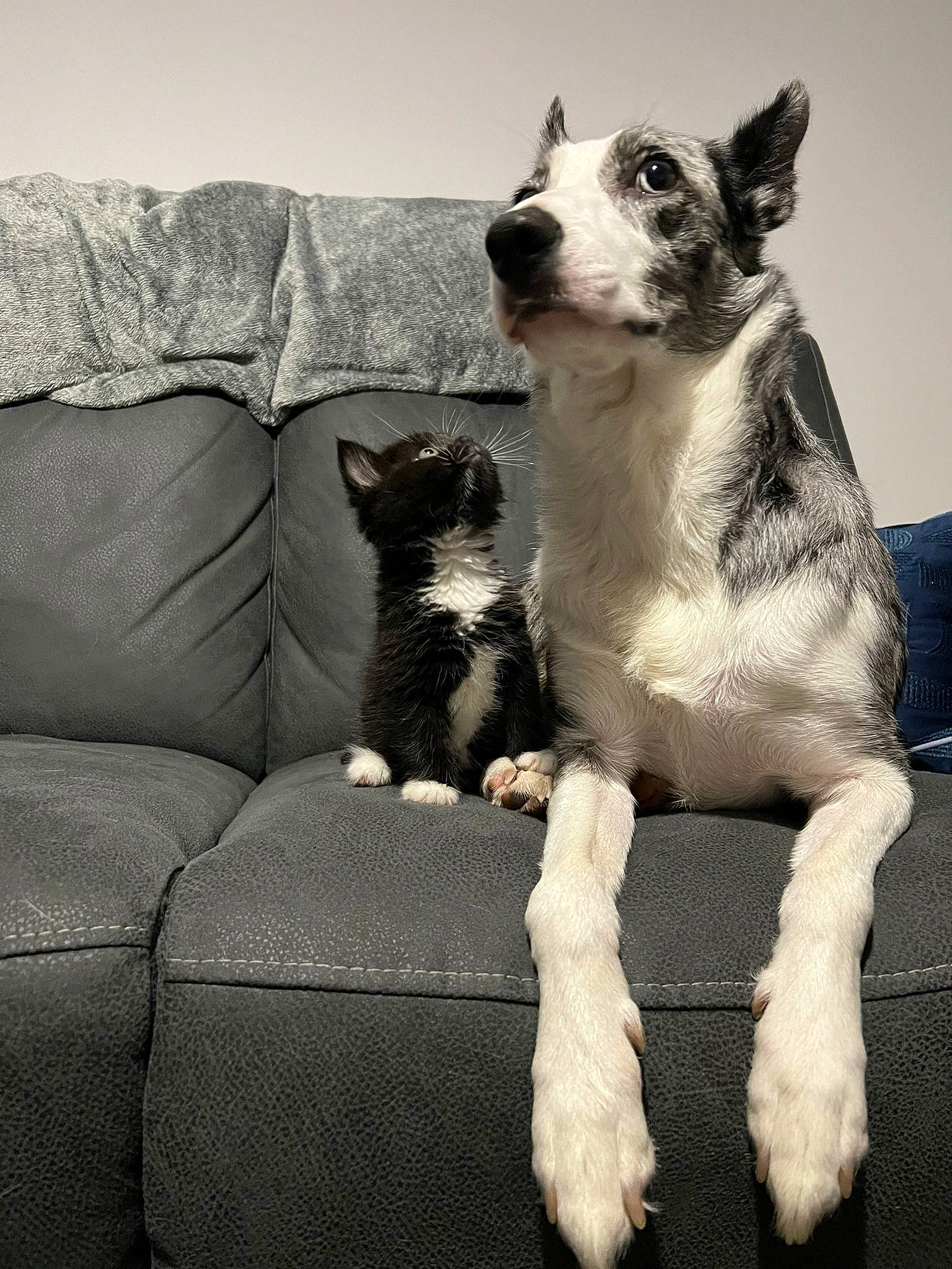 Astrid is registered to the contest to win money with this photo: canidae, carnivore, comfort, companion_dog, couch, dog, dog_breed, eye, fawn, felidae, fur, grey, small_to_medium_sized_cats, snout, sporting_group, studio_couch, tail, terrestrial_animal, whiskers, working_animal