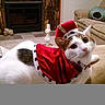 cat, cats, pet, santa_costume, christmas, red_clothing, white_fur, black_fur, animal, indoors, living_room, sofa, fireplace, cushion, holiday, costume, portrait, sitting, home, festive