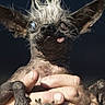 dog, small_dog, close_up, hands, tongue_out, large_ears, hairless, quirky_expression, outdoor, portrait, pet, canine, skin, wrinkled_skin, animal, holding, fingers, light, shadow, background