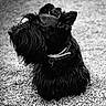 Myrtille participe au concours pour gagner de l'argent avec cette photo : dog, scottish_terrier, black_dog, pet, animal, grass, outdoor, collar, fur, portrait, side_view, canine, mammal, cute, domestic_animal, black_and_white, texture, curious, sitting, companion