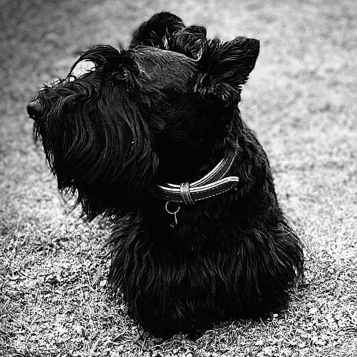 Myrtille