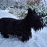 Myrtille a rejoint le concours — aidez-le/la à gagner de superbes lots ! dog, scottish_terrier, black_dog, snow, winter, outdoor, plants, garden_shed, fur, snowflakes, quiet, cold, nature, pet, animal, winter_landscape, walk, daylight, grass, path