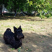 Myrtille participe au concours pour gagner de l'argent avec cette photo : dog, black_dog, scruffy, bearded, sitting, outdoor, garden, backyard, trees, greenery, dirt, grass, leaves, fruit_tree, swing, sunlight, shadow, portrait, pet, animal